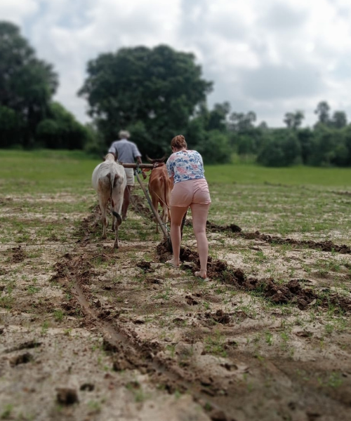 Lush green rice paddies in Sri Lanka showcasing traditional farming landscapes